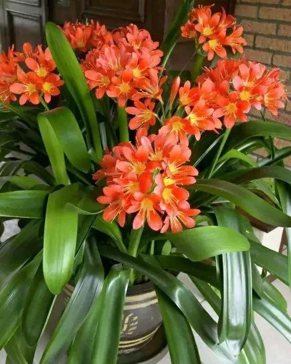 君子兰爱喝醋更爱喝酒,君子兰爱喝过期牛奶吗