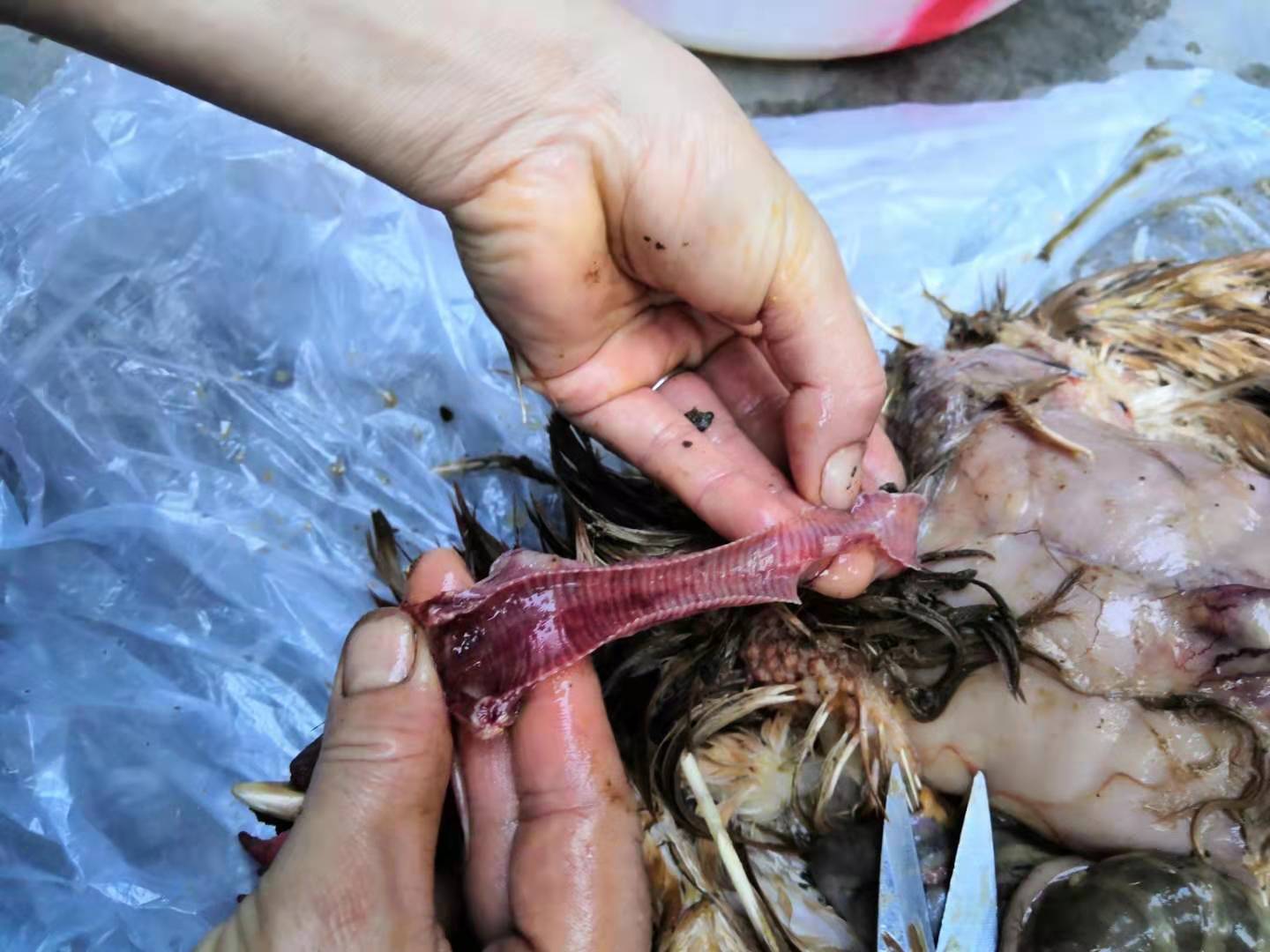 鸡传染性喉气管炎的诊断及防治,鸡传染性喉炎防治方案