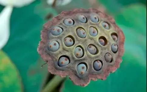 是不是大部分人都有密集恐惧症,密集恐惧症并不可怕