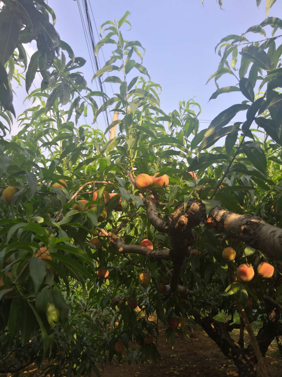 桐柏电商农产品,桐柏县红桃电商