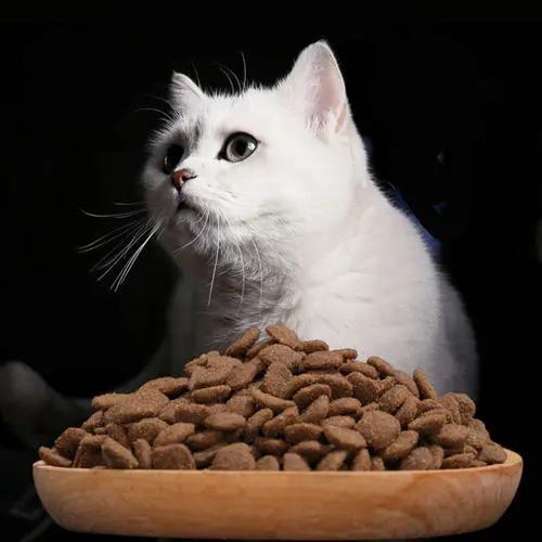 养宠干货|养猫，全方面知识值得一看