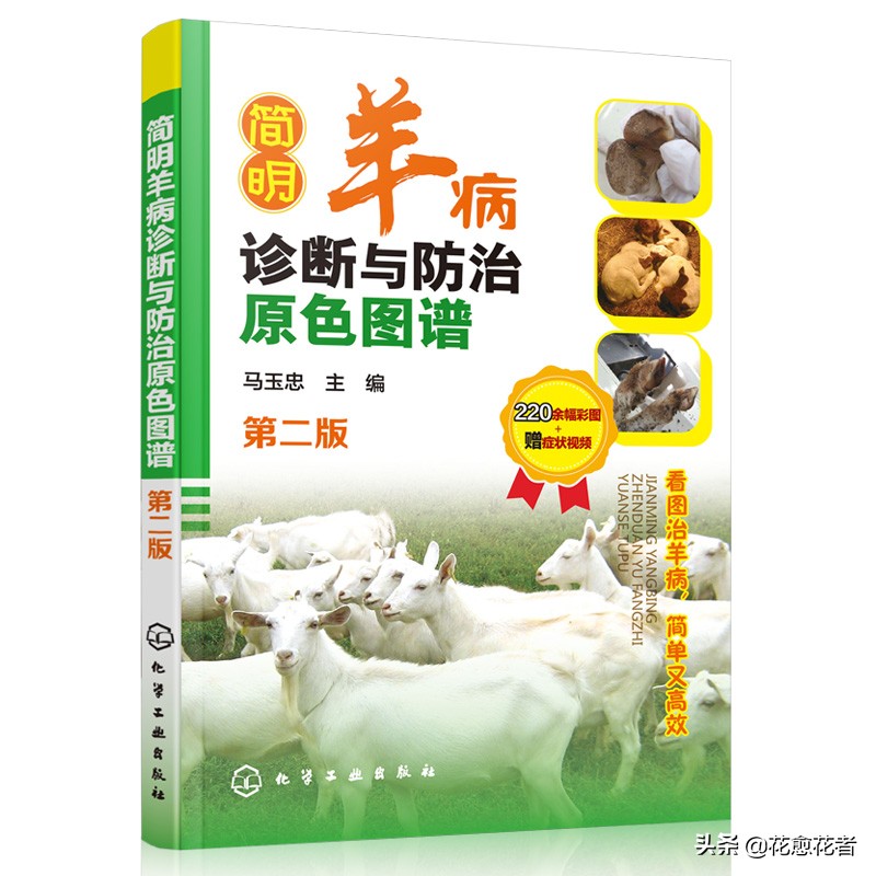 布病羊用什么药治疗,羊布病检测图怎么看出来是布病