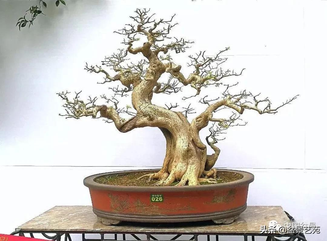 老树桩的造形特征有哪些,论述树桩盆景主要流派的艺术特点