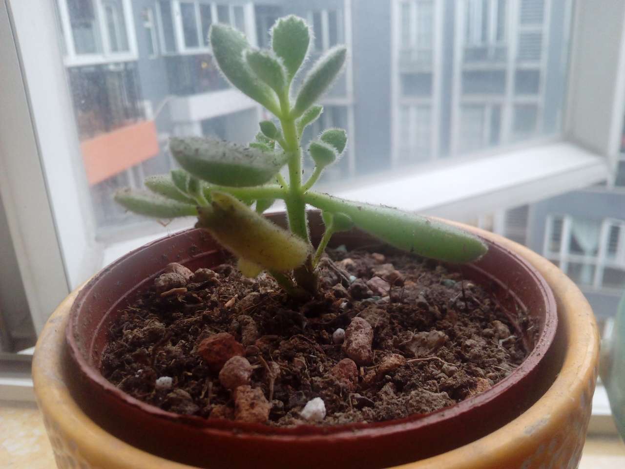 不易徒长易上色的阳台多肉,容易徒长的多肉有哪些