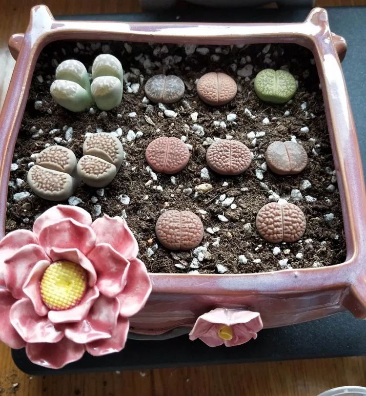 大四老学姐的寝室生活,养肉路上的真实感受