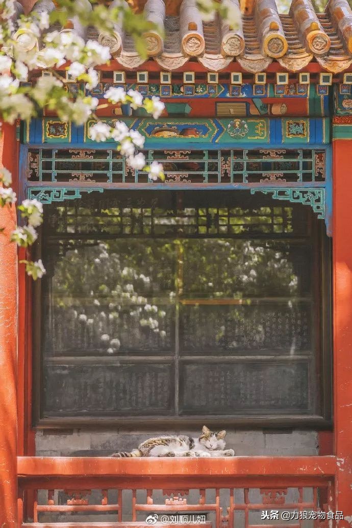 故宫的御前带爪护卫小崽儿,回喵星了……