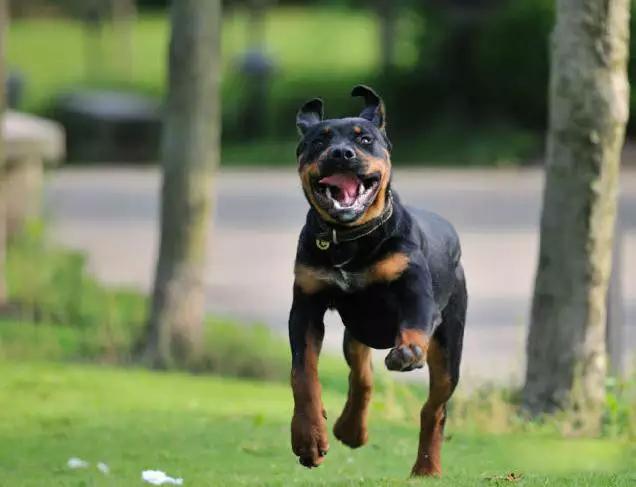 45种狗狗很难得一见你认识几种,45种最难得一见的狗