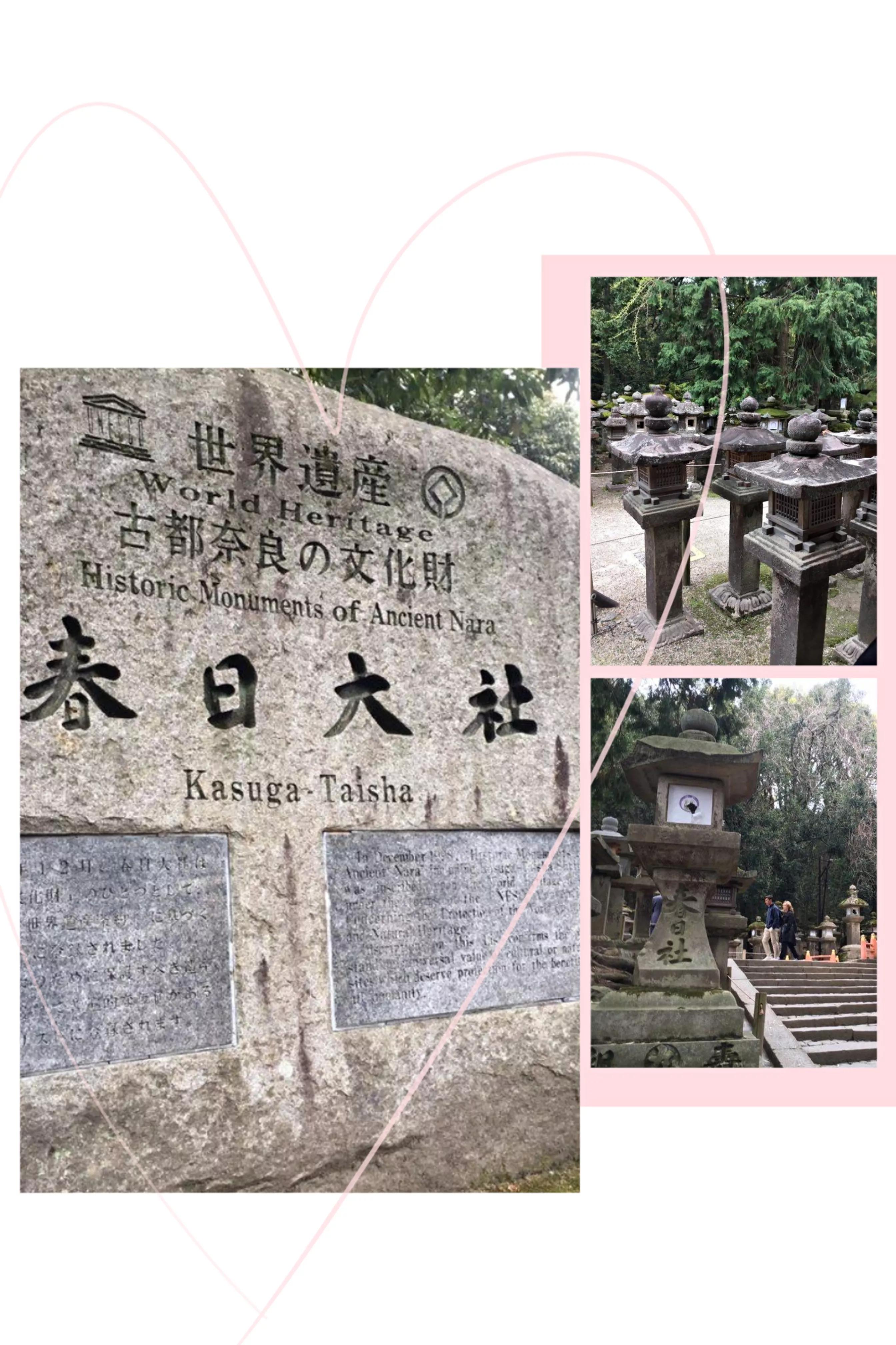 浪漫樱花日本进口,浪漫樱花2完整版