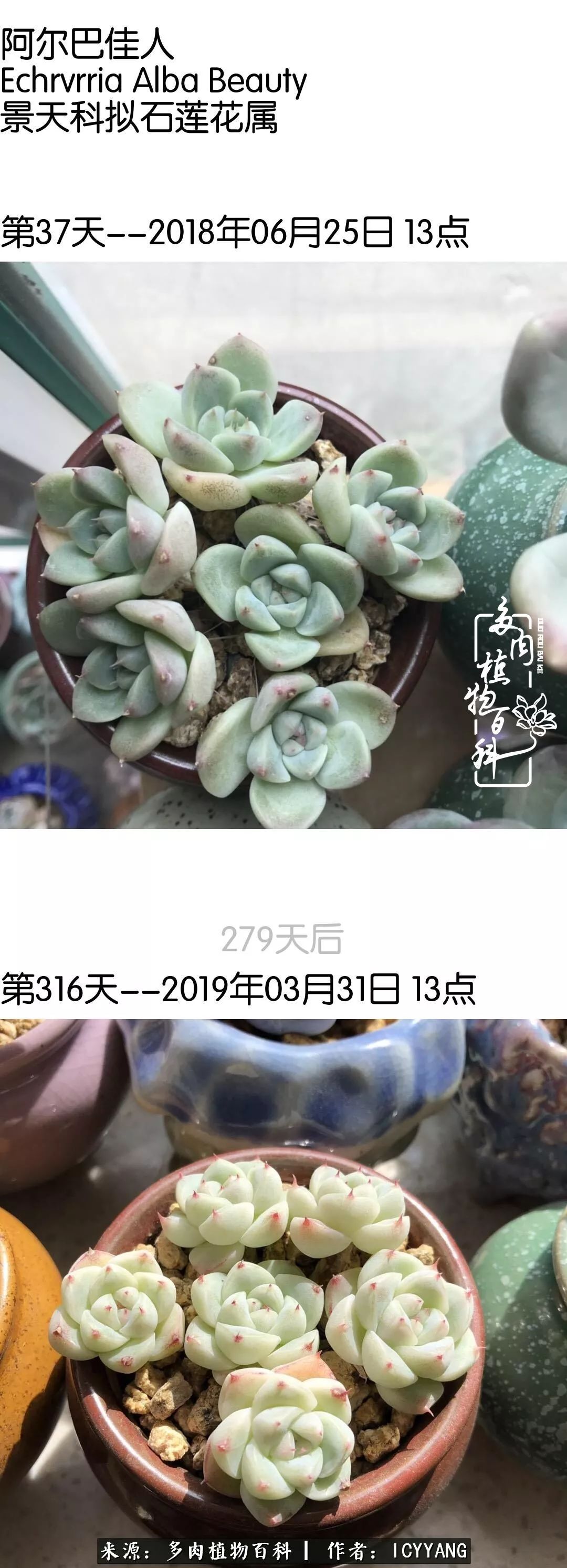 多肉隔着玻璃晒太阳效果好吗,隔着玻璃养的多肉照样长得好