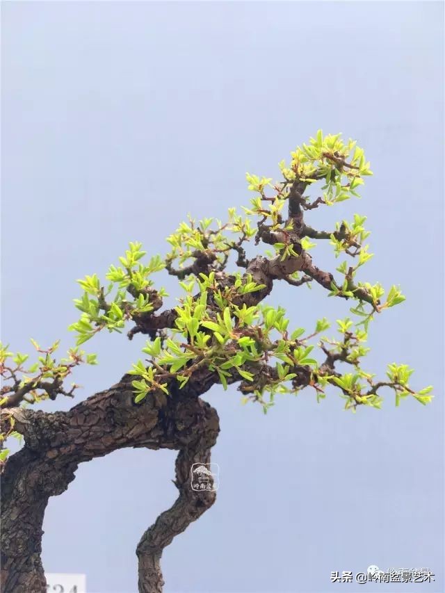 杂木盆景也毫不逊色,杂木盆景值钱吗