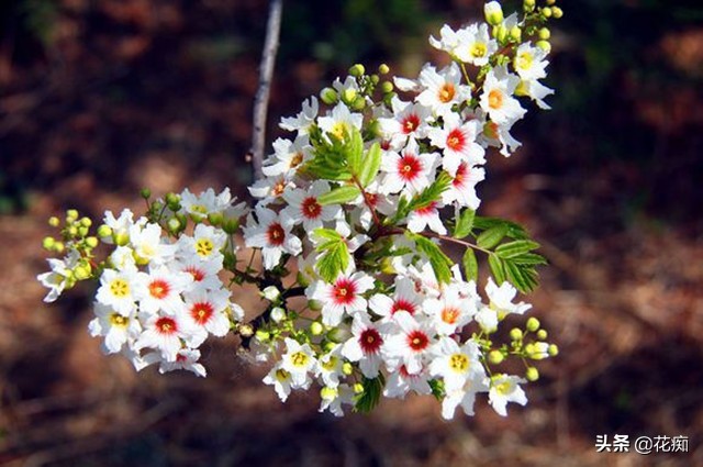 独一无二的文冠花,庭院文冠花