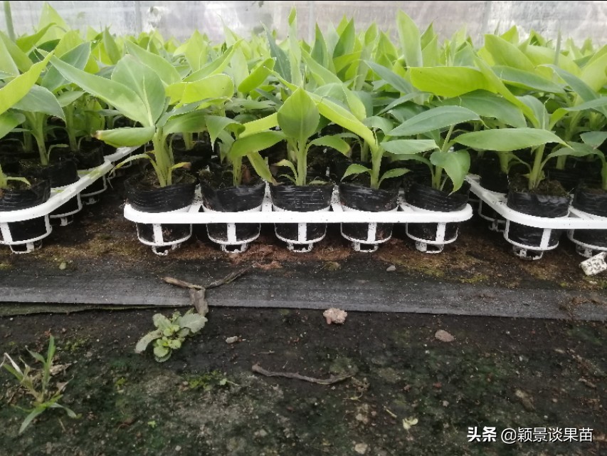 广西平果香蕉苗,香蕉苗品种图片大全