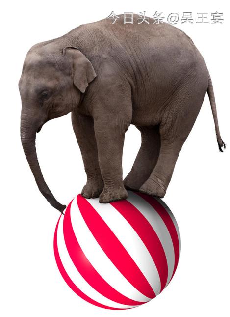 中国虐待流浪猫狗违法吗,虐待流浪猫狗算违法犯罪吗