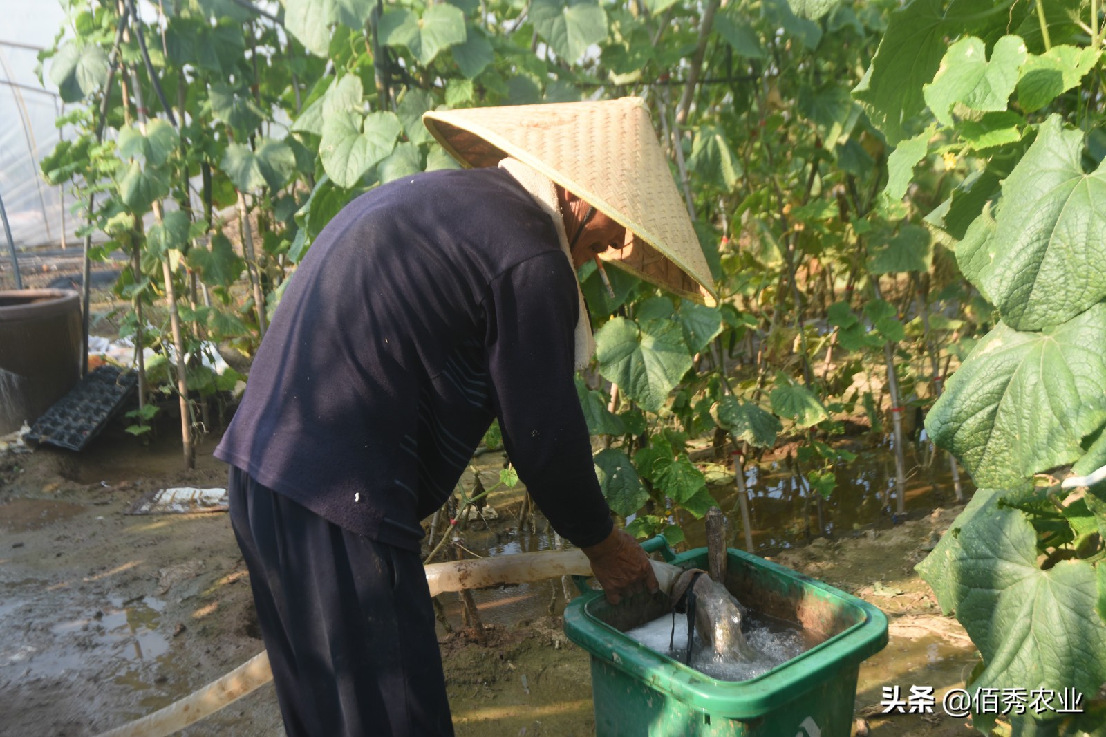 农村大叔种植黄瓜,农村种植一亩黄瓜要多少成本