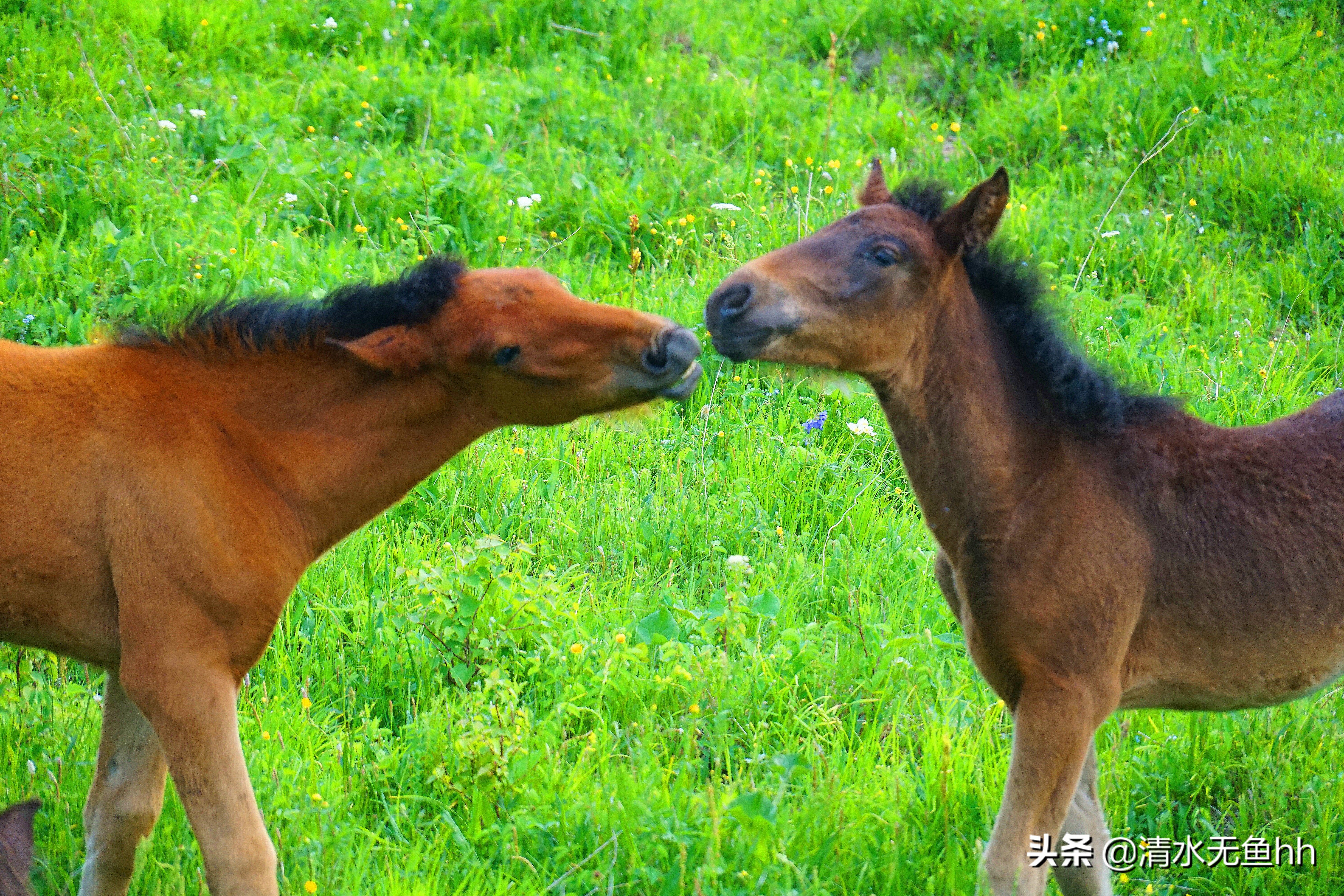 京北第一天路草原最全攻略,京北第一天路自驾攻略