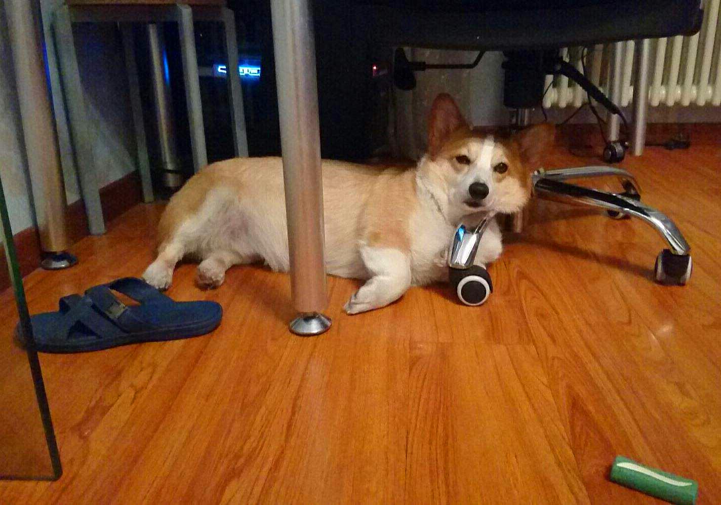 特殊时期如何做好宠物清洁工作？这两点最重要，但仍需注意安全