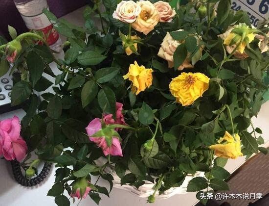 月季花苗怎么种不活,月季盆栽的种植方法和注意事项