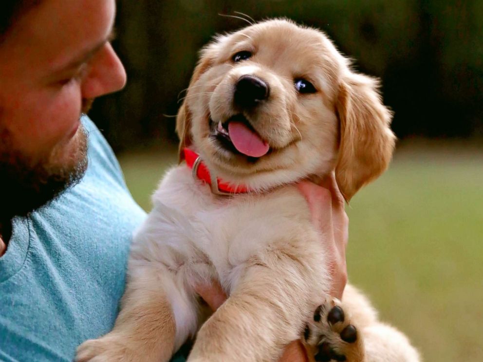 在宠物店买的狗比较便宜一些,宠物店里买的狗狗需要注意什么