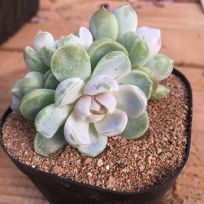 多肉蒂亚变黄了是什么原因,多肉变白了怎么补救