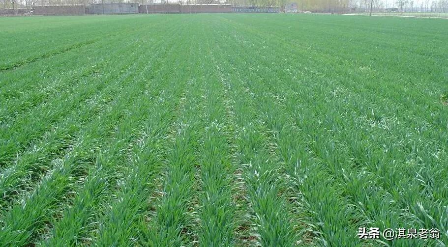 小麦条播怎么播,小麦撒播高产还是条播高产