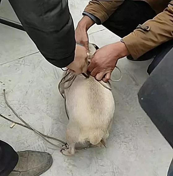 主人嫌小狗丑狠心把小狗扔掉,20多天的小土狗强行断奶还被卖掉