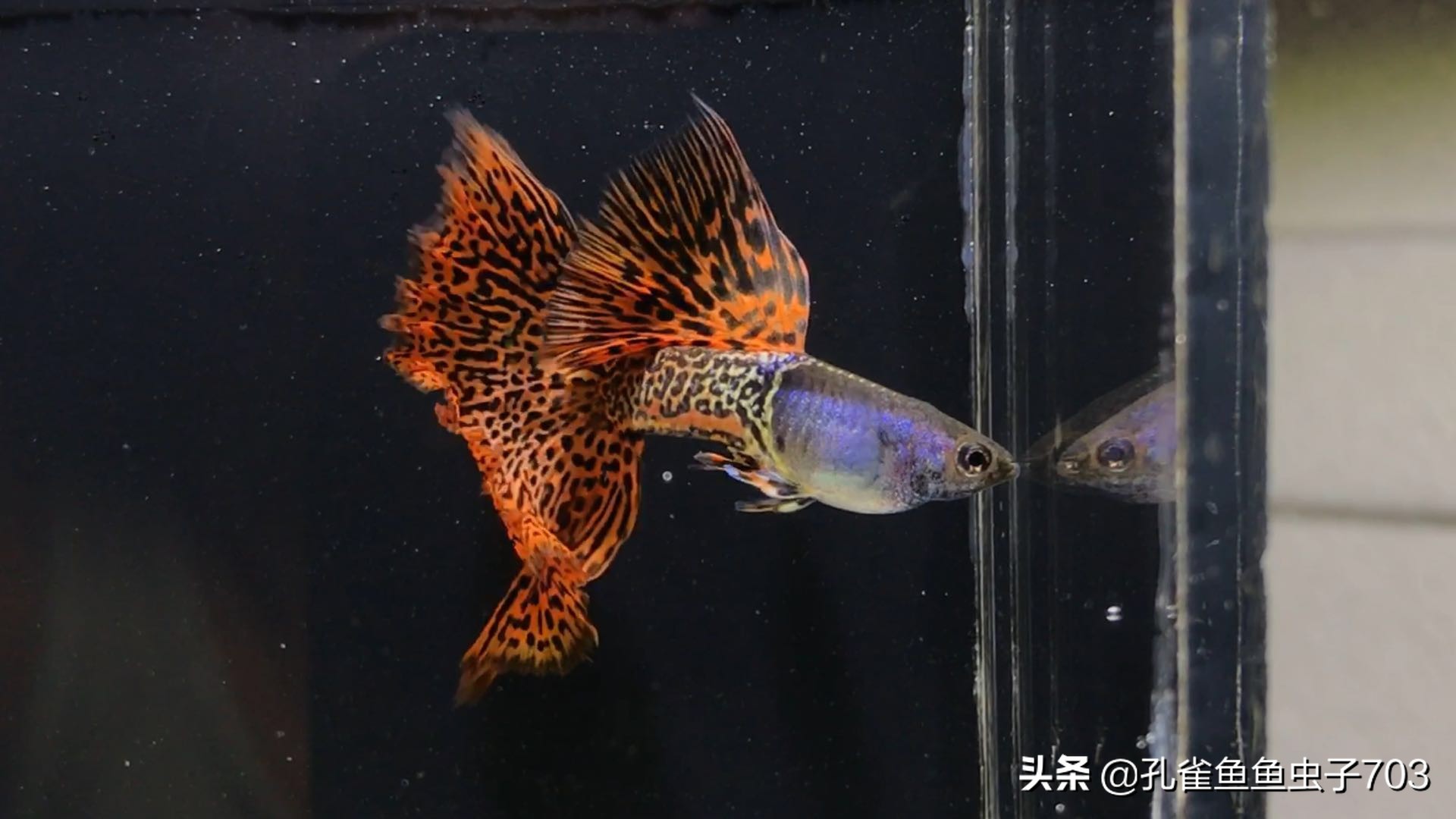 一周不在家孔雀鱼怎么办呢,假期不在家孔雀鱼会不会死