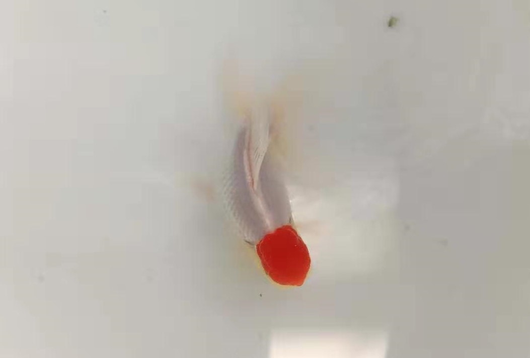 金鱼面临的危机,金鱼夏季怎样预防疾病