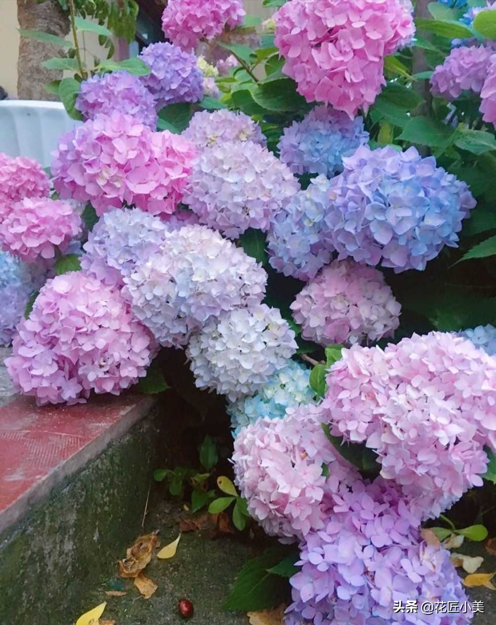 蓝色梦幻绣球,梦幻绣球为什么不开花