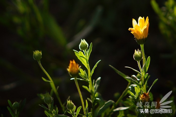 高性价比便携脚架百诺PA19AK套装试用