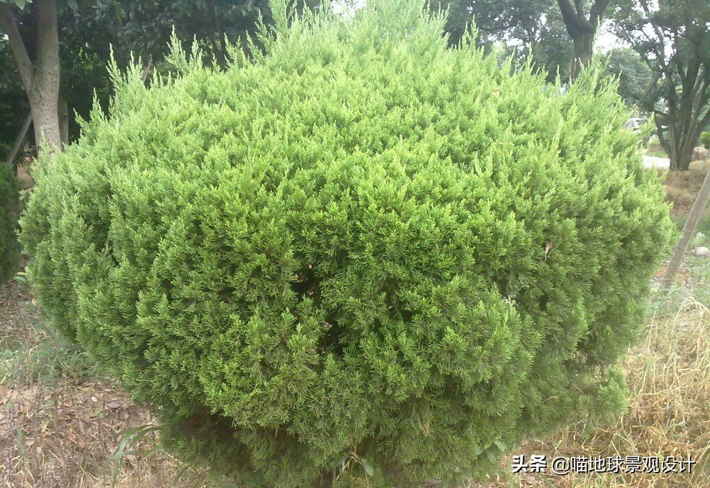 常见的灌木植物100种图片大全,灌木植物种类及图片