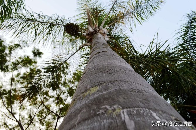 厦门海边之旅,厦门小众旅游体验