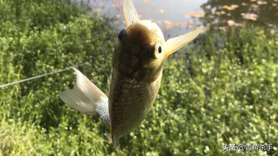 揭秘钓鱼小药的味型,钓鱼小药使用基础知识有哪些内容