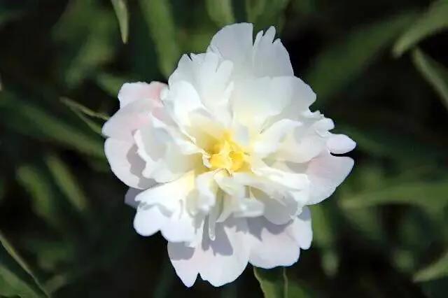 芍药杨妃出浴怎么样,芍药品种杨妃出浴独有的特征