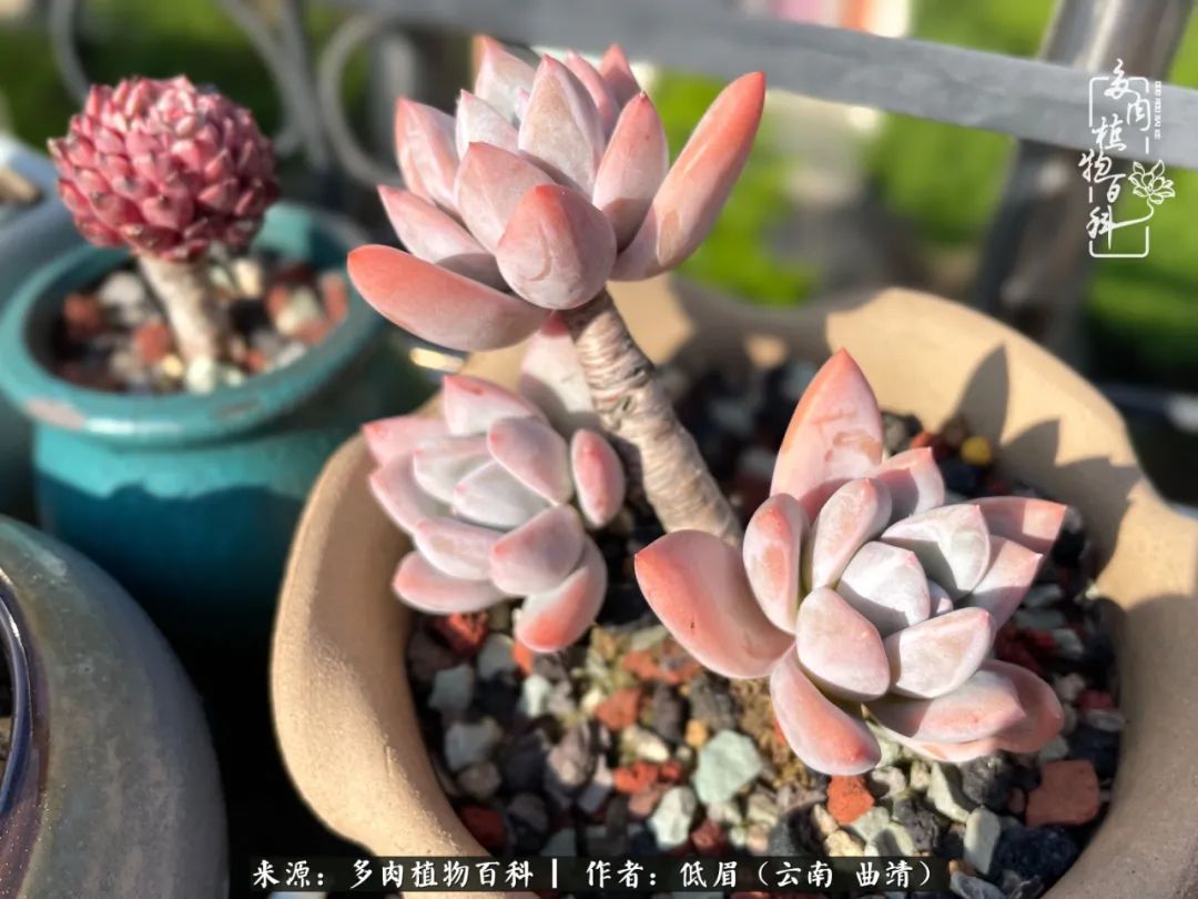 多肉植物百科如何投稿,感谢多肉植物百科的陪伴