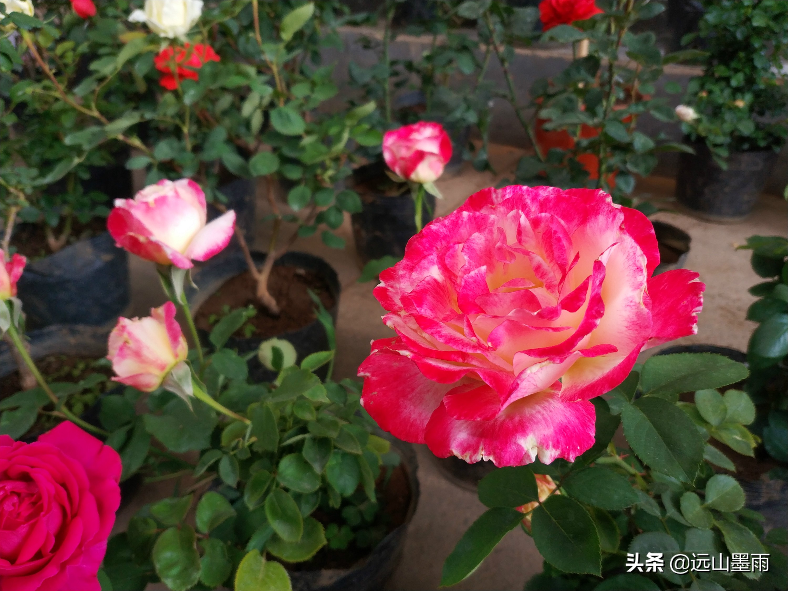 昆明东三环北苑市场今天赶集了吗,昆明东三环北苑街赶集