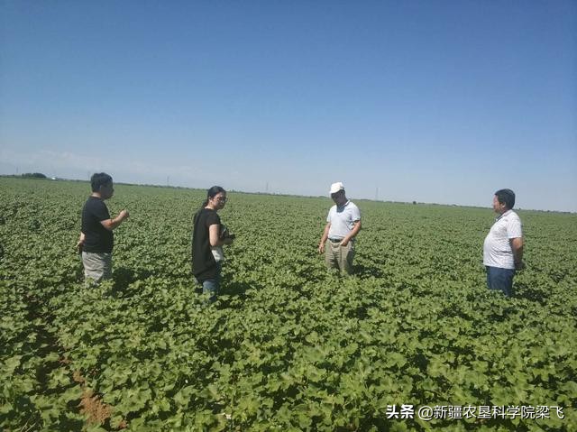 硫酸铵能用作玉米追肥吗,硫酸铵能给果树上硼肥吗
