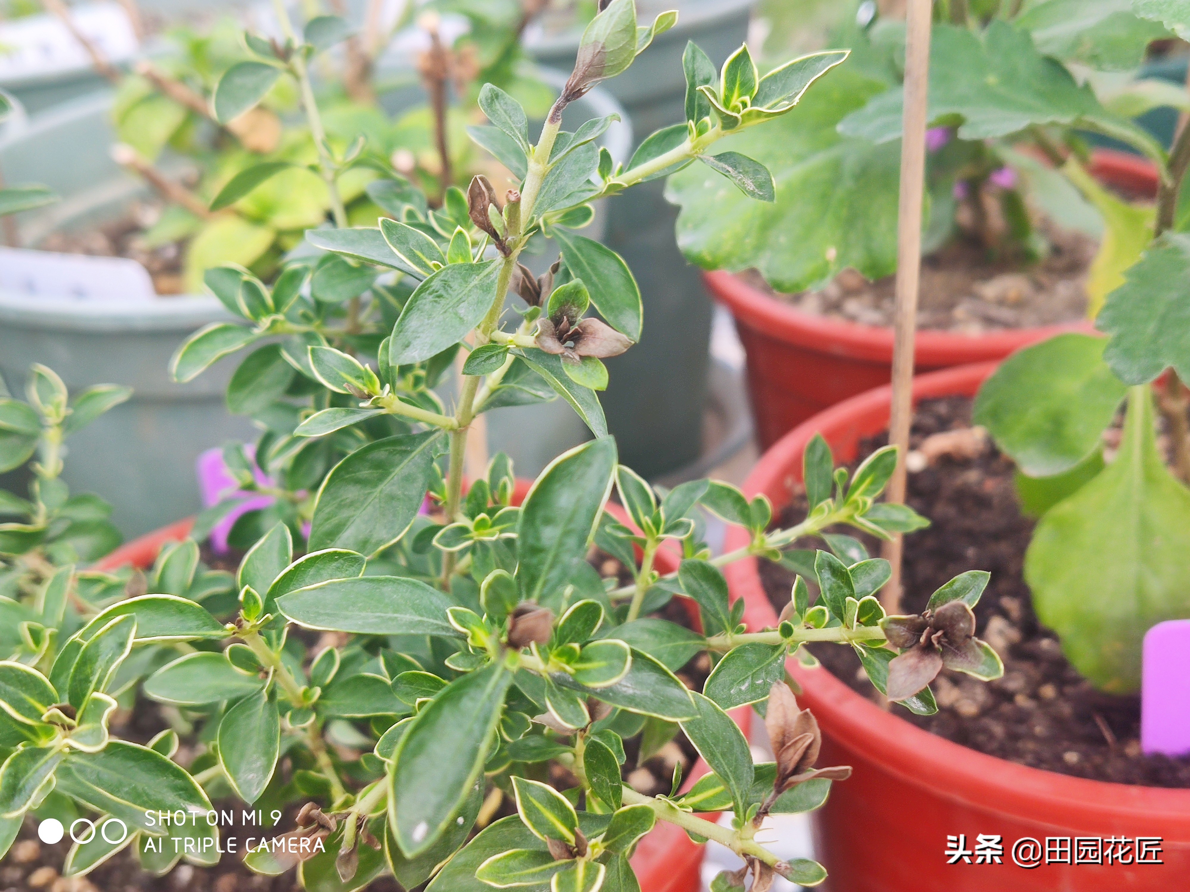 六月雪叶片发黄解决方法,六月雪叶子的养护方法