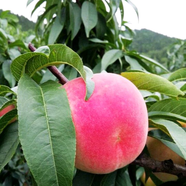 女子情窦初开,情窦初开的少女引来离奇命案