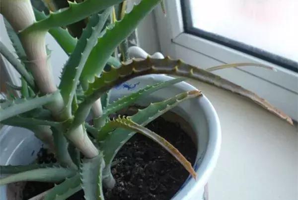 榕树冬天黄叶是什么原因,花卉黄叶原因判断