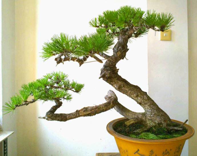 怎样提高裸根黑松存活 (黑松下山桩采挖时需修剪吗)