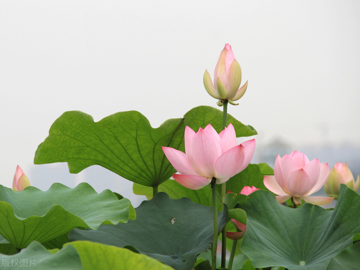 中华文化深度解释,中华文化根基解释