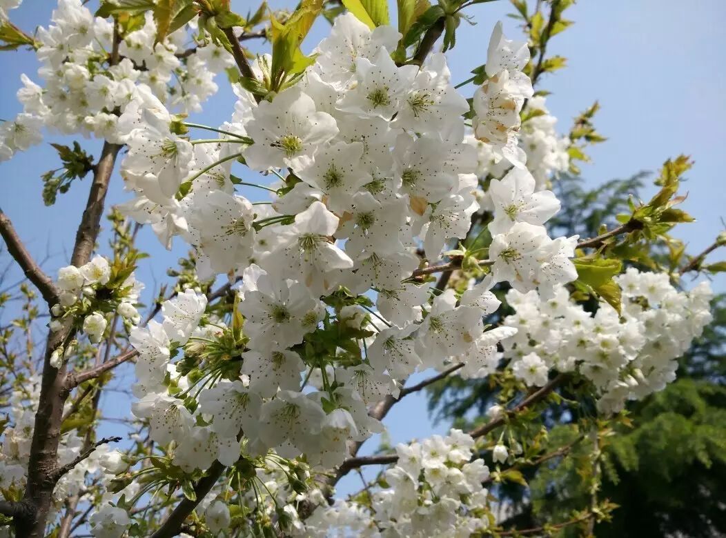 再过30天全世界都会羡慕中国的美,再过一个月全国都要羡慕昆明吗