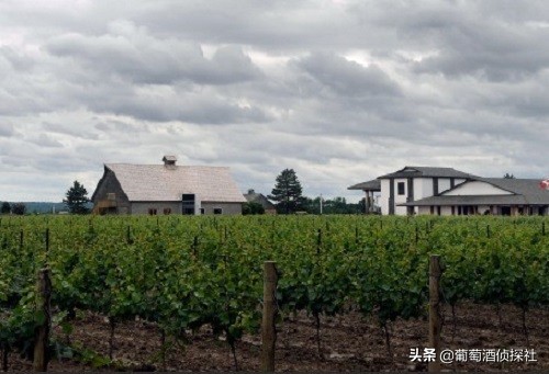 加拿大2020年份冰酒或成珍品,加拿大必知的冷知识