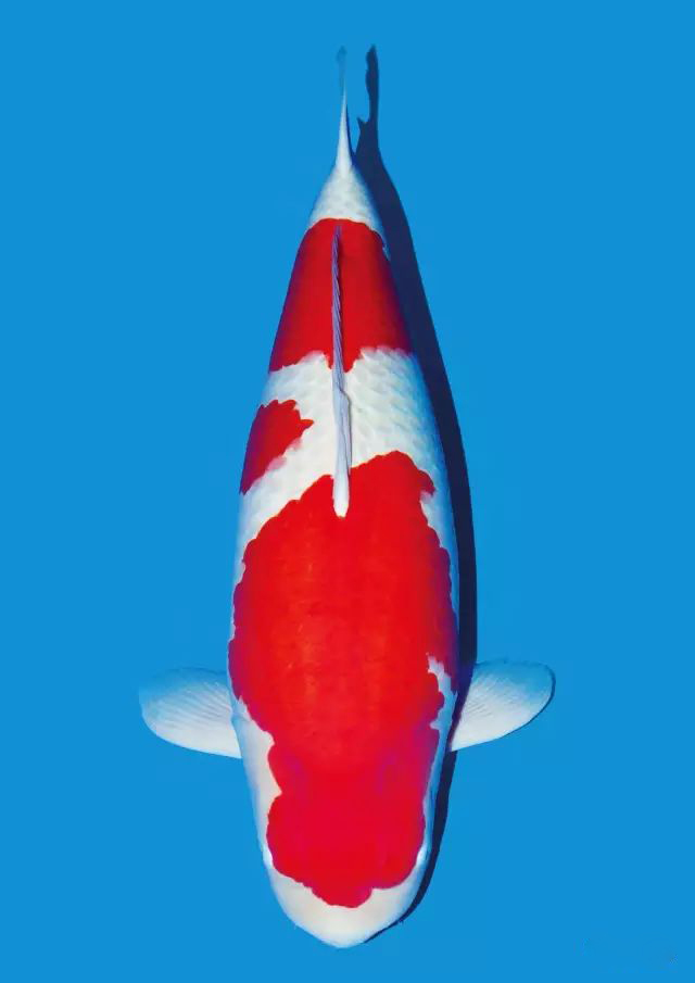 锦鲤沉底不吃食什么原因,锦鲤快速游动又蹭缸怎么回事