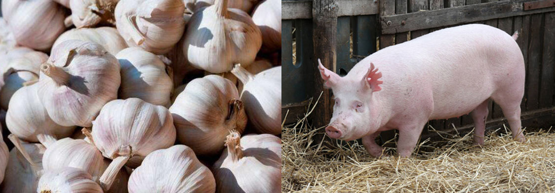 大蒜和什么可治猪白痢,养猪偏方大全猪病症状