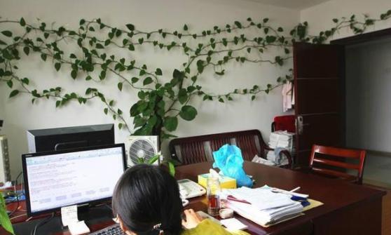 室内绿萝养花知识大全,绿萝养花技巧大全