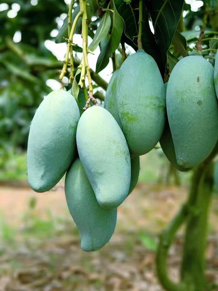 百色金黄芒果,芒果飘香百色