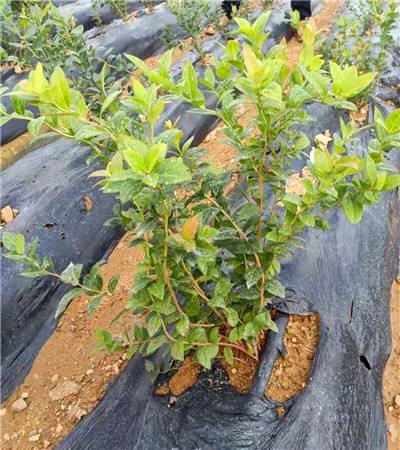 蓝莓土壤改良怎样使用硫酸铝,蓝莓土壤怎样改良变酸