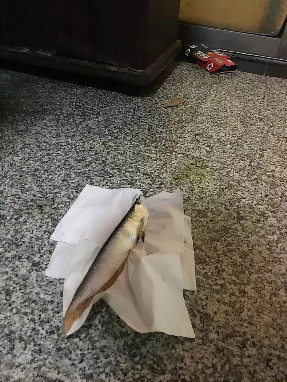 龙鱼事故视频,龙鱼事故