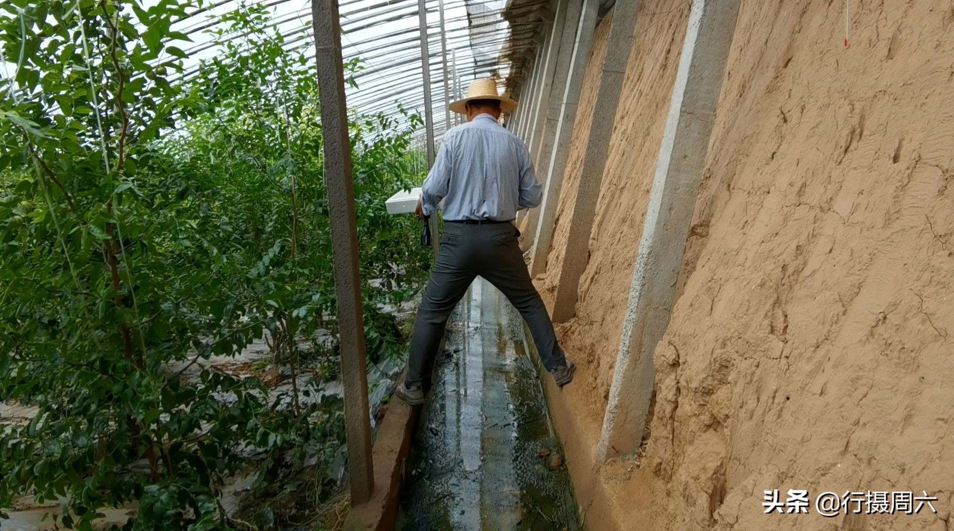 山西农民创奇迹,研究枣树管理技术10年,实现1年能结2次果